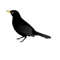 Crow in English