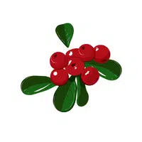 Fruits Vocabulary words | Jujube in English