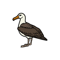 Albatross in English