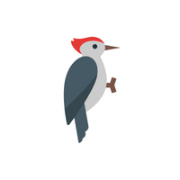 Birds Name in English | Woodpecker in English 