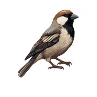 Name of Animals in English |Sparrow in English