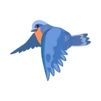 Name of Animals in English |Bluebird in English