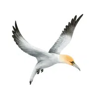 Gannet in English 