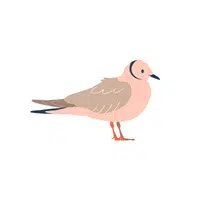 Guillemot in English 