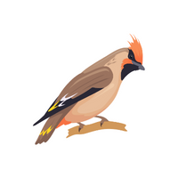 Waxwing in English 