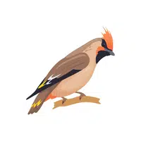 Waxwing in English 