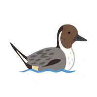 Pintail in English 