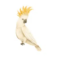 Cockatoo in English 
