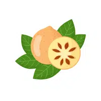 Fruits Vocabulary words | Beal Fruit in English