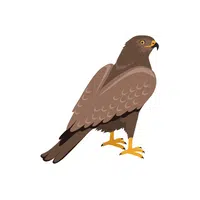 Kestrel in English 