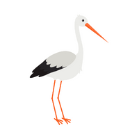 Name of Animals in English |Stork in English