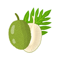 Fruits Vocabulary words | Breadfruit in English
