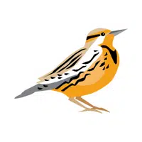 Meadowlark in English 