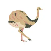 Name of Animals in English Rhea| in English