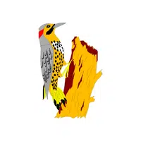 Yellowhammer in English 