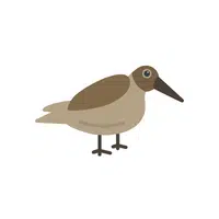 Dunlin in English 