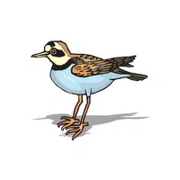 Snowy Plover in English 