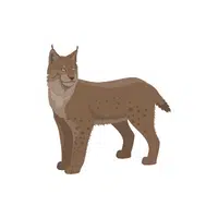 Name of Animals in English | Lynx in English