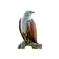 Birds Name in English | Osprey in English 