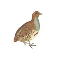  Partridge in English 