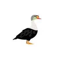 Birds Name in English | Eider in English 
