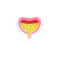 Internal Body Parts Names |Urethral sphincters in English