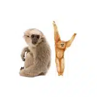Masculine and Feminine Gender of Animals |Gibbon - Gibbon in English