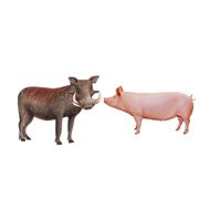 Masculine and Feminine Gender of Animals | Boar - Sow in English