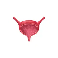 Internal Body Parts Names | Bladder in English