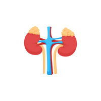Internal Body Parts Names |Adrenal glands in English