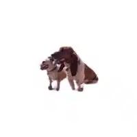 Masculine and Feminine Gender of Animals | Sire - Dam in English