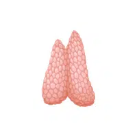 Internal Body Parts Names |Thymus in English