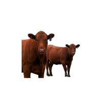 Masculine and Feminine Gender of Animals | Taurus - Heifer in English