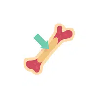 Internal Body Parts Names | Bone marrow in English