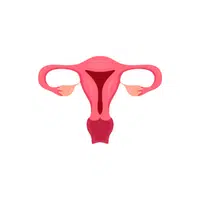 Internal Body Parts Names | Uterus (in females) in English