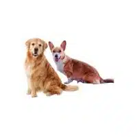 Masculine and Feminine Gender of Animals |Dog - Bitch in English