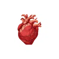 Internal Body Parts Names | Heart in English