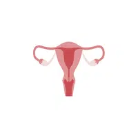 Internal Body Parts Names |Ovaries (in females) in English