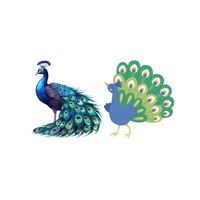 Masculine and Feminine Gender of Animals | Peacock - Peahen in English