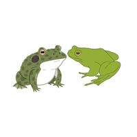 Masculine and Feminine Gender of Animals |Bullfrog - Cowfrog in English