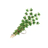 Thyme in English 