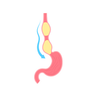 Internal Body Parts Names | Esophagus in English