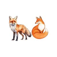 Masculine and Feminine Gender of Animals |Fox - Vixen in English