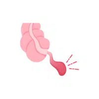 Internal Body Parts Names | Appendix in English