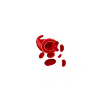 Body Parts Names of Humans |Red blood cells in English