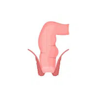 Internal Body Parts Names | Rectum in English