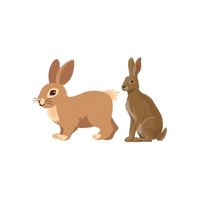 Masculine and Feminine Gender of Animals |Hare - Jenny in English