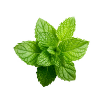 Mint in English 