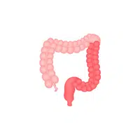 Internal Body Parts Names |Colon in English
