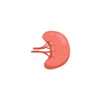 Body Parts Names of Humans | Kidney in English